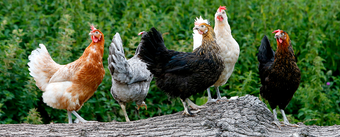 Clarence Court hens