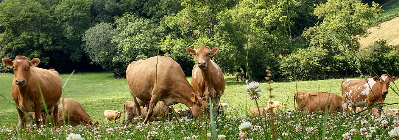 River Cottage Organic