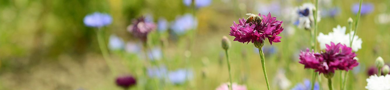 bees and wildflowers