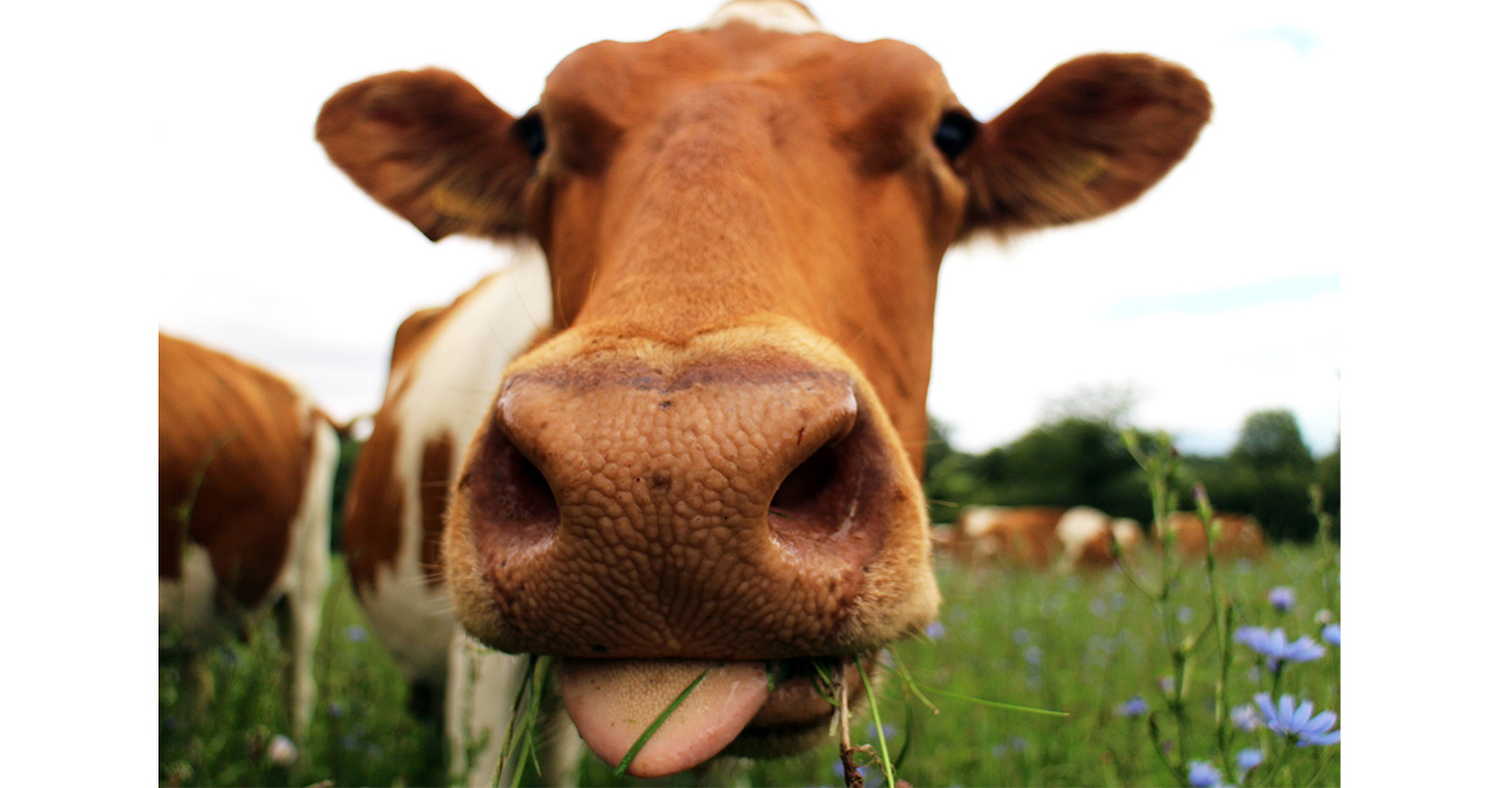 cow in field