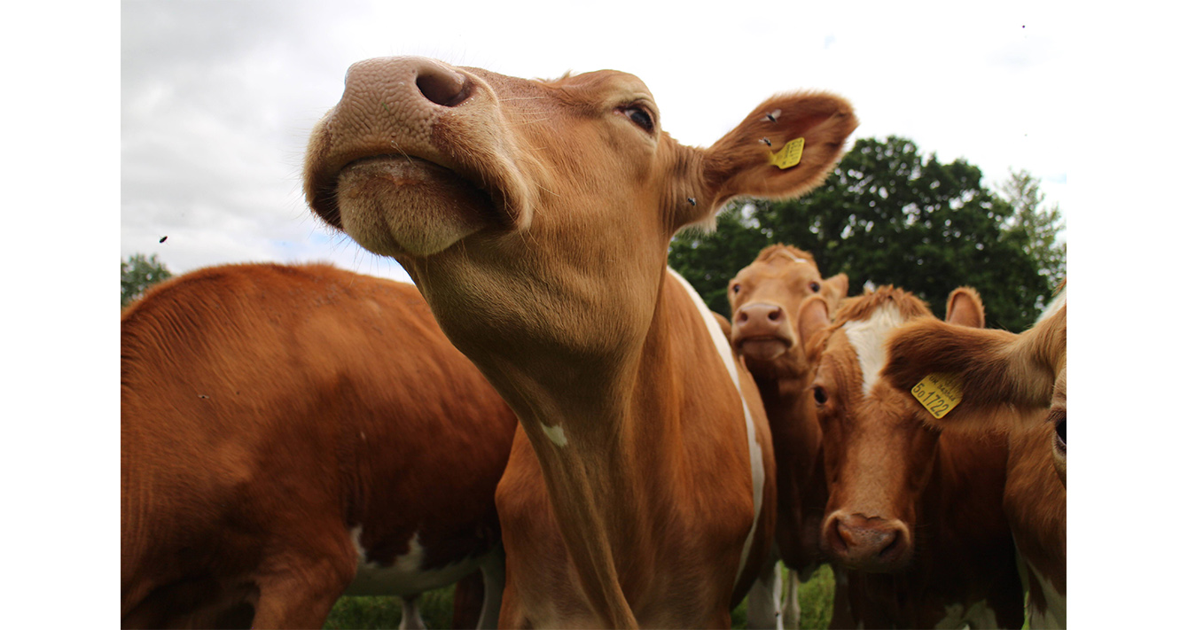 herd of cows