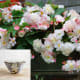 Taylors Bulbs Hanging Basket Planter Taylors Bulbs Hanging Basket Planter