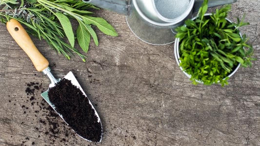 Here's How to Grow Your Own Herb Garden