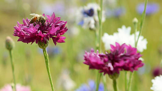 Five Ways to Attract Pollinators to Your Garden 