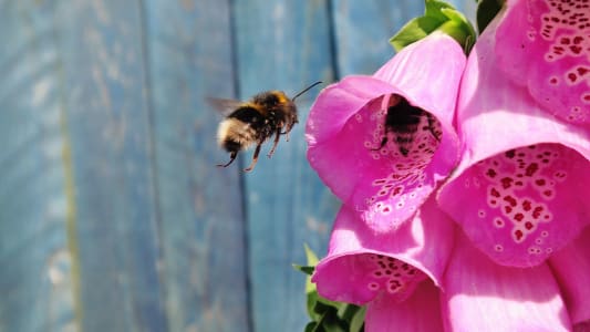 World Bee Day: Where Would We Bee Without Them?