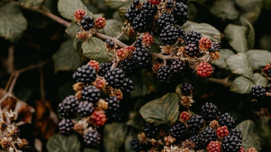 A Dairy Diary Snippet - The Ultimate Guide to Foraging 