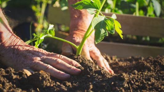 Top Tips on How To Use Durstons Vegetable Planter 