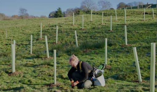 One click. One tree.