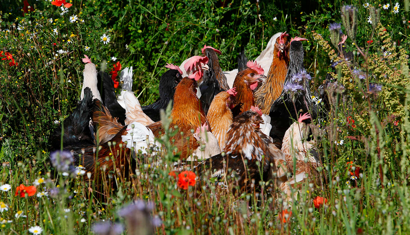 Clarence court hens