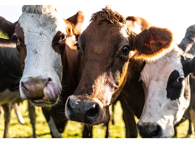 Tom Parker cows