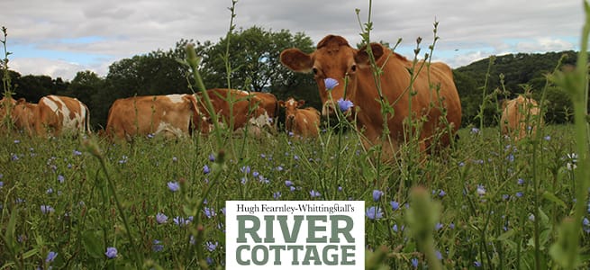 River Cottage Organic Farm