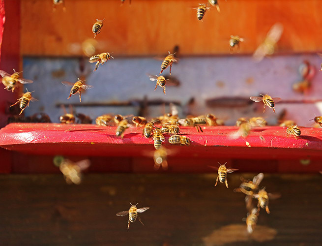 Organic Bee Keepers